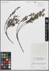 Foto von Salix repens L.